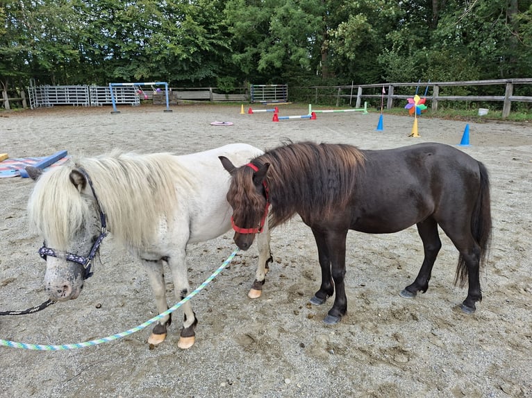 Shetland Ponys Wallach 3 Jahre 102 cm Brauner in Argenbühl