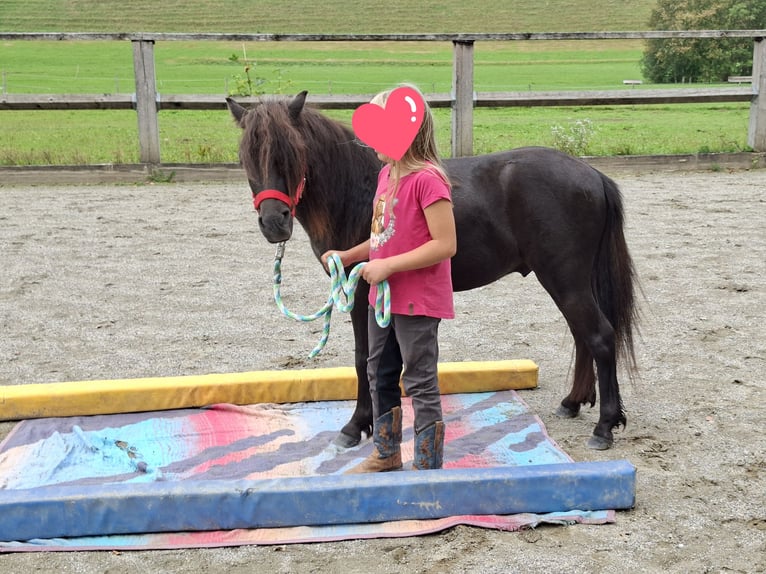 Shetland Ponys Wallach 3 Jahre 102 cm Brauner in Argenbühl