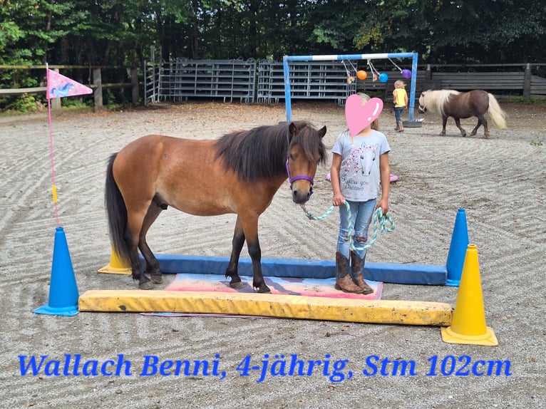 Shetland Ponys Wallach 3 Jahre 102 cm Brauner in Argenbühl