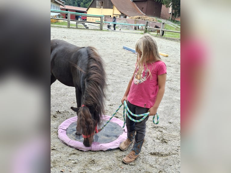 Shetland Ponys Wallach 3 Jahre 102 cm Brauner in Argenbühl