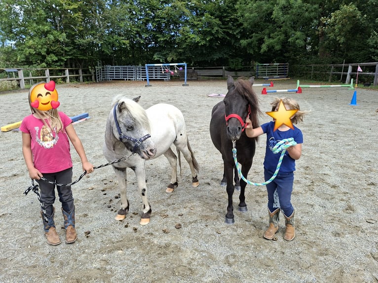 Shetland Ponys Wallach 3 Jahre 102 cm Brauner in Argenbühl