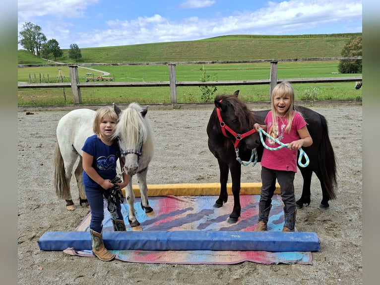 Shetland Ponys Wallach 3 Jahre 102 cm Brauner in Argenbühl