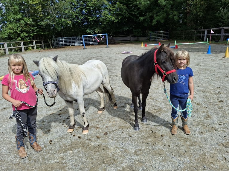 Shetland Ponys Wallach 3 Jahre 102 cm Brauner in Argenbühl