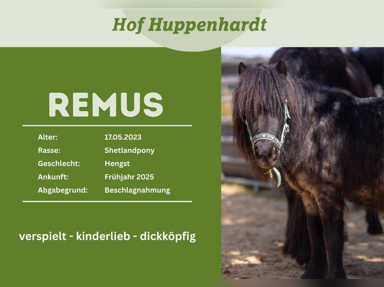 Shetland Ponys Wallach 3 Jahre 102 cm Rappschimmel in Much