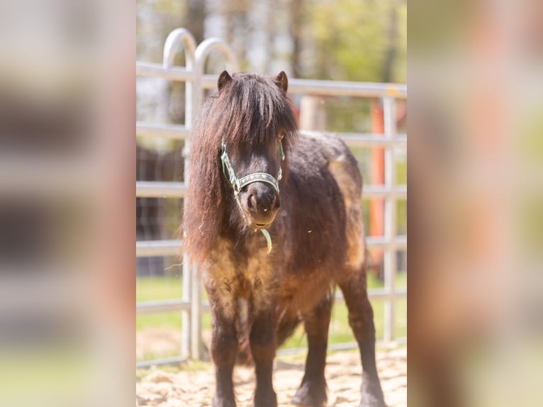 Shetland Ponys Wallach 3 Jahre 102 cm Rappschimmel in Much