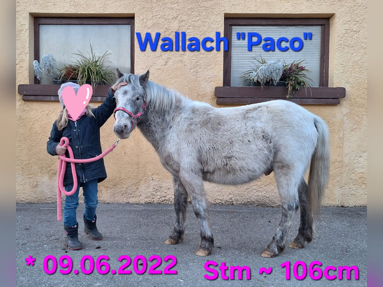 Shetland Ponys Wallach 3 Jahre 105 cm Fuchs in Argenbühl