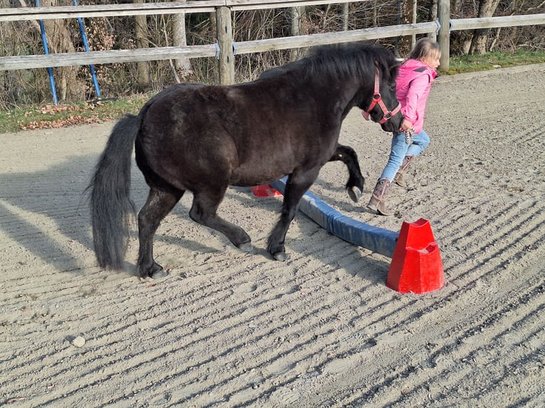 Shetland Ponys Wallach 3 Jahre 105 cm Rappe in Argenbühl
