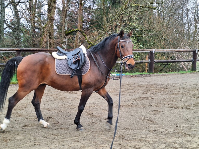 Shetland Ponys Wallach 3 Jahre 105 cm Rappe in Argenbühl