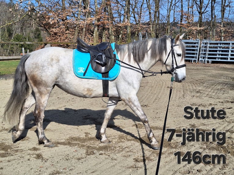 Shetland Ponys Wallach 3 Jahre 105 cm Rappe in Argenbühl