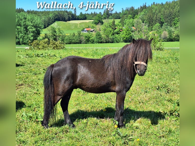 Shetland Ponys Wallach 3 Jahre 105 cm Rappe in Argenbühl