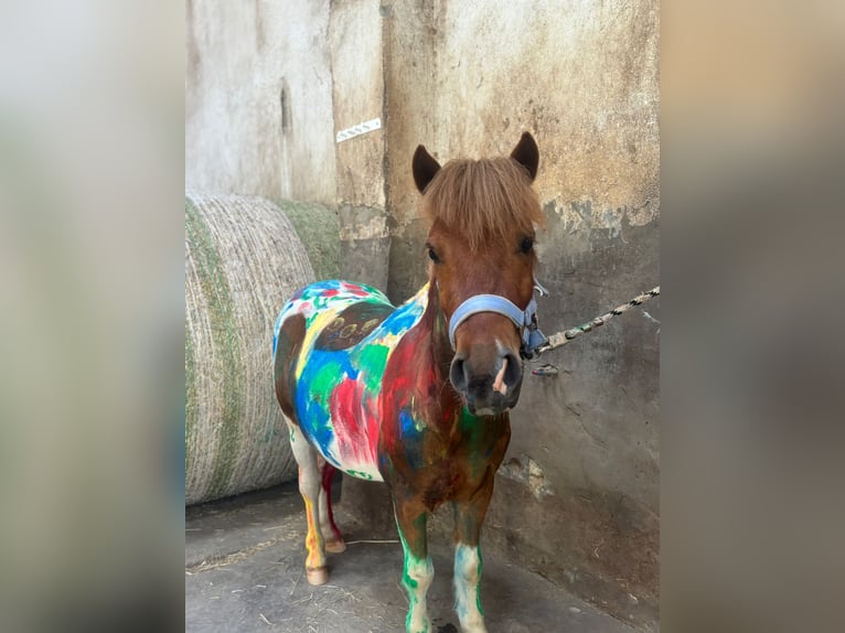 Shetland Ponys Wallach 3 Jahre 105 cm Schecke in Boppard