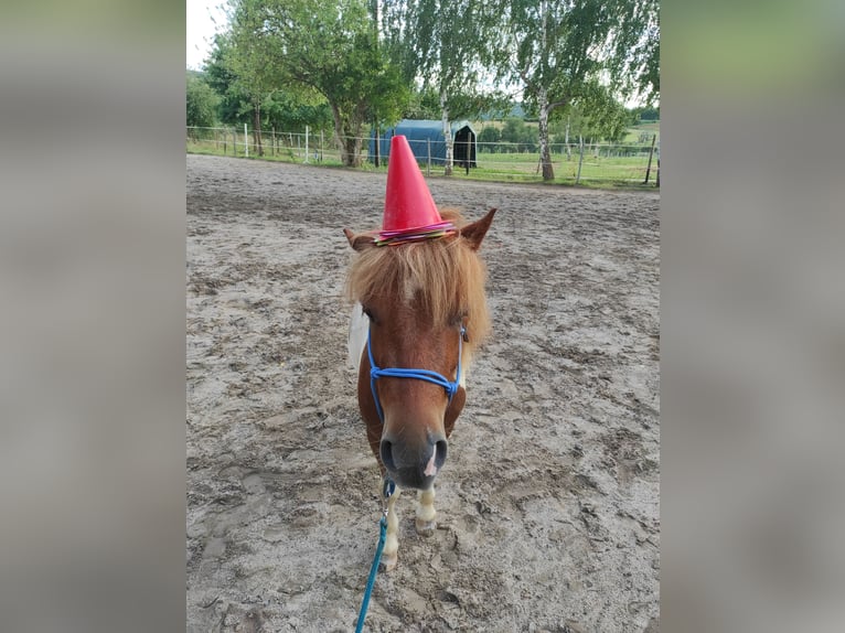 Shetland Ponys Wallach 3 Jahre 105 cm Schecke in Boppard