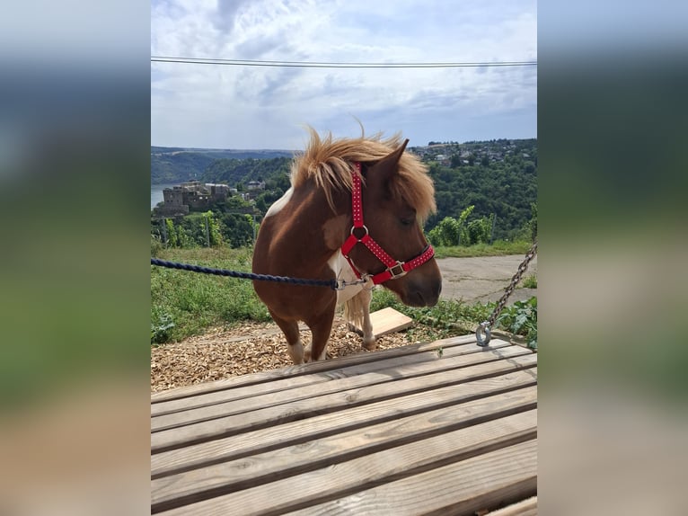 Shetland Ponys Wallach 3 Jahre 105 cm Schecke in Boppard