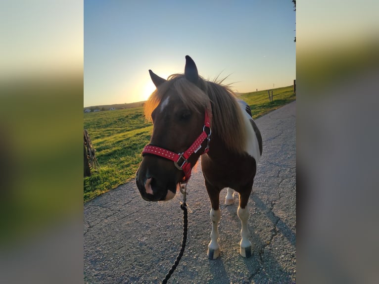 Shetland Ponys Wallach 3 Jahre 105 cm Schecke in Boppard