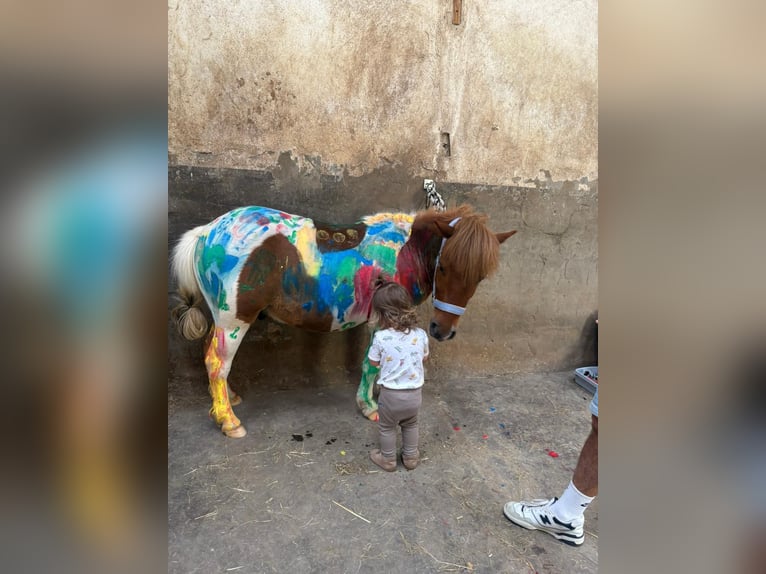 Shetland Ponys Wallach 3 Jahre 105 cm Schecke in Boppard