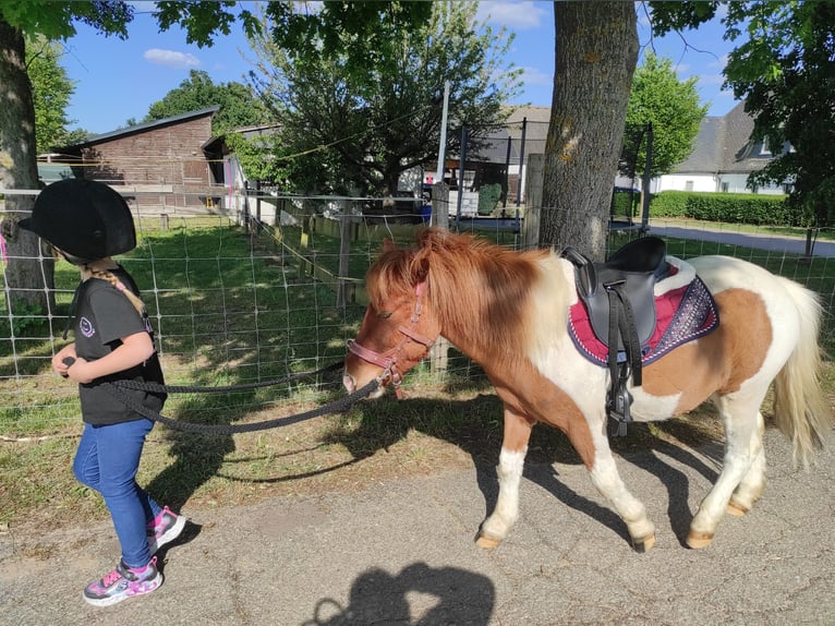 Shetland Ponys Wallach 3 Jahre 105 cm Schecke in Boppard