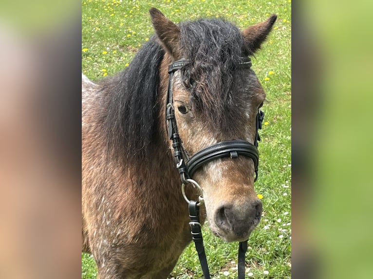 Shetland Ponys Wallach 3 Jahre 105 cm Tigerschecke in Ursensollen