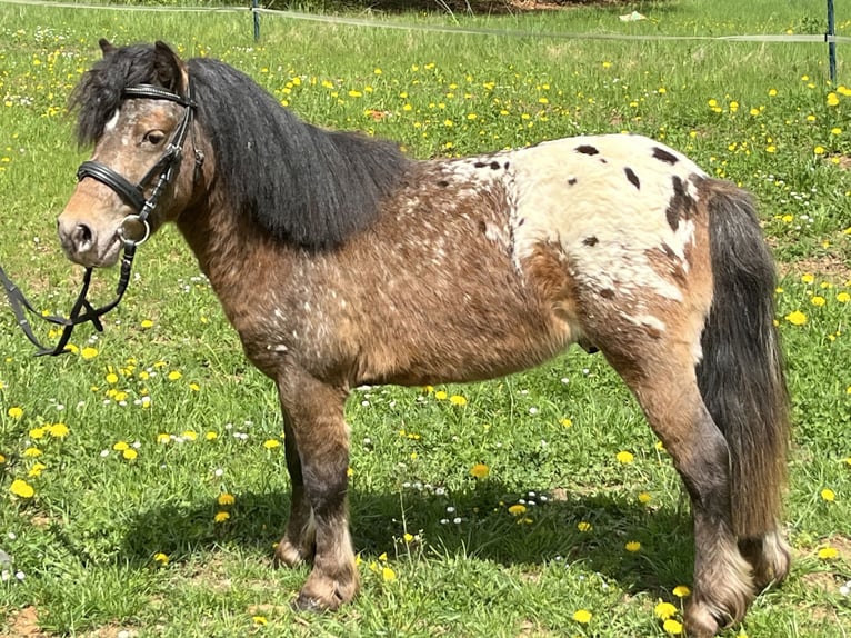 Shetland Ponys Wallach 3 Jahre 105 cm Tigerschecke in Ursensollen