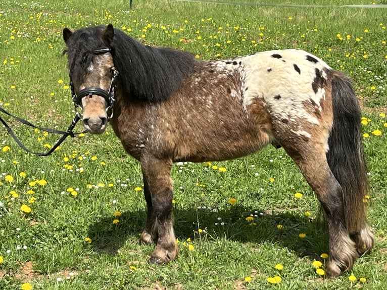 Shetland Ponys Wallach 3 Jahre 105 cm Tigerschecke in Ursensollen