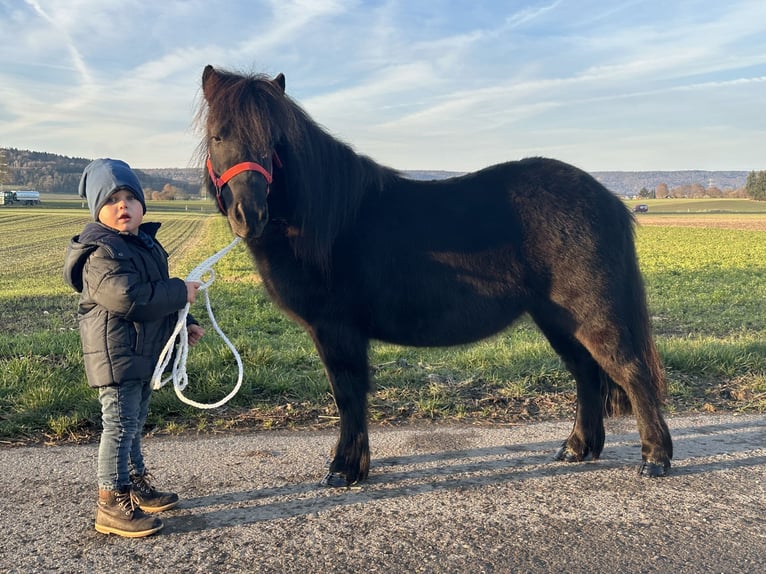 Shetland Ponys Wallach 3 Jahre 108 cm Rappe in Riedlingen