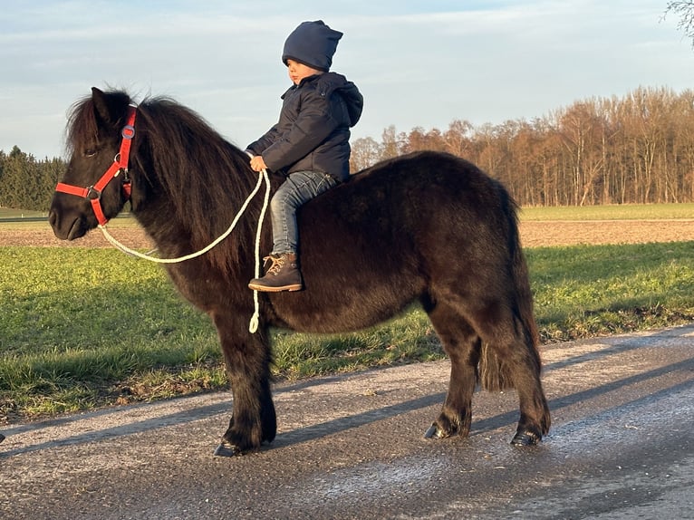 Shetland Ponys Wallach 3 Jahre 108 cm Rappe in Riedlingen