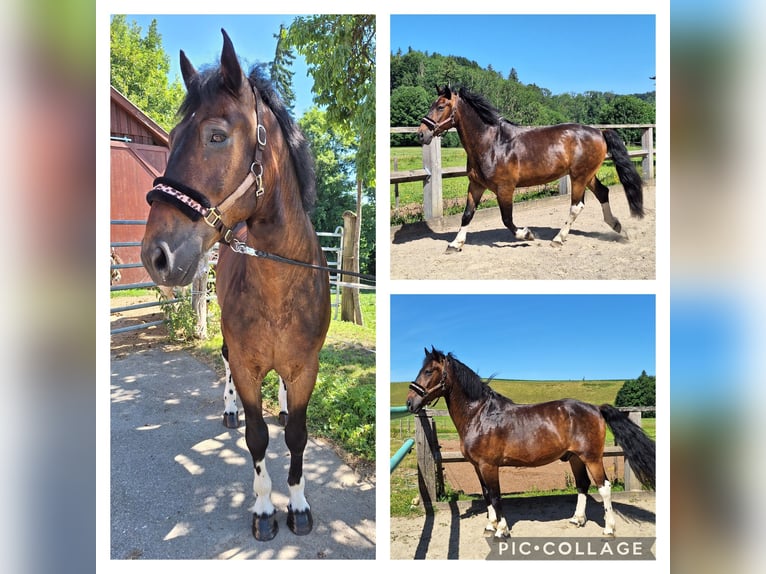 Shetland Ponys Wallach 3 Jahre 110 cm Rappe in Argenb&#xFC;hl