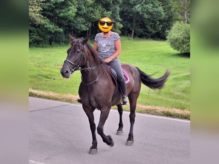 Shetland Ponys Wallach 3 Jahre 110 cm Rappe in Argenb&#xFC;hl