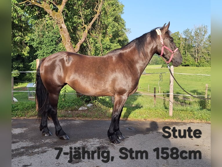 Shetland Ponys Wallach 3 Jahre 110 cm Rappe in Argenb&#xFC;hl
