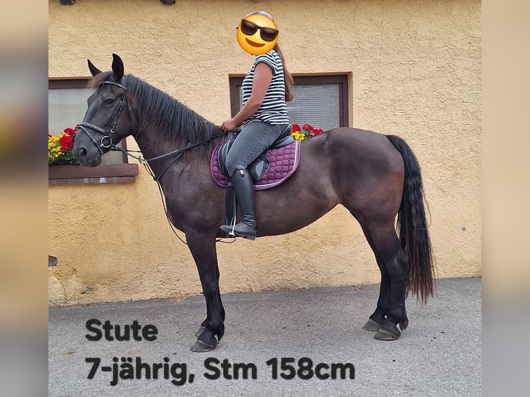 Shetland Ponys Wallach 3 Jahre 110 cm Rappe in Argenb&#xFC;hl