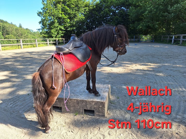 Shetland Ponys Wallach 3 Jahre 110 cm Rappe in Argenb&#xFC;hl