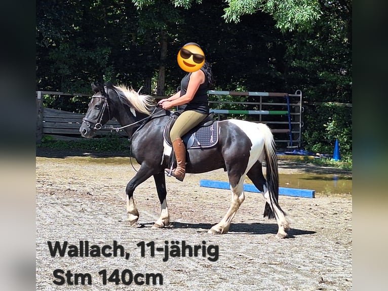 Shetland Ponys Wallach 3 Jahre 110 cm Rappe in Argenb&#xFC;hl