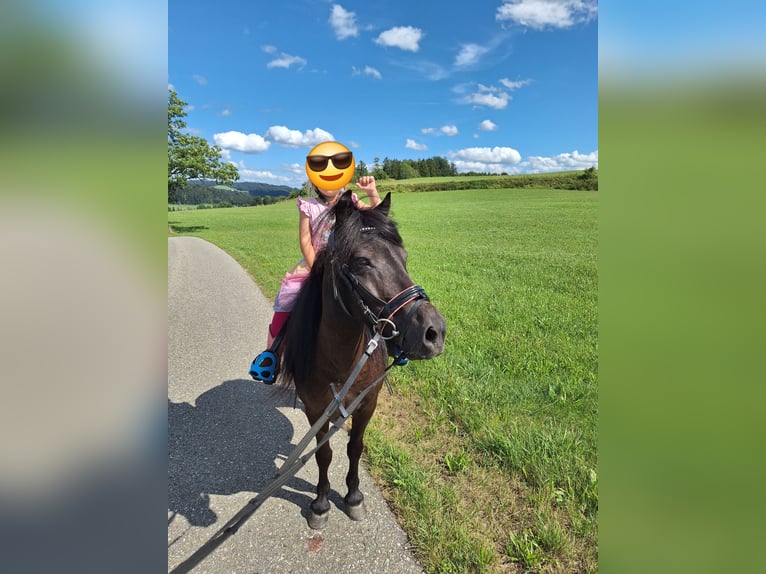 Shetland Ponys Wallach 3 Jahre 110 cm Rappe in Argenb&#xFC;hl