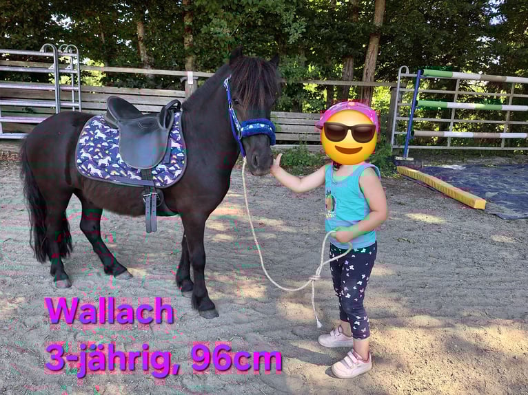 Shetland Ponys Wallach 3 Jahre 110 cm Rappe in Argenb&#xFC;hl