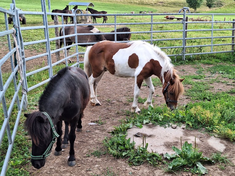 Shetland Ponys Wallach 3 Jahre 110 cm Rappe in Argenb&#xFC;hl