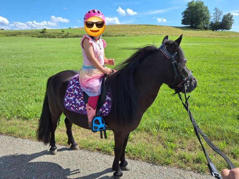 Shetland Ponys Wallach 3 Jahre 110 cm Rappe in Argenb&#xFC;hl