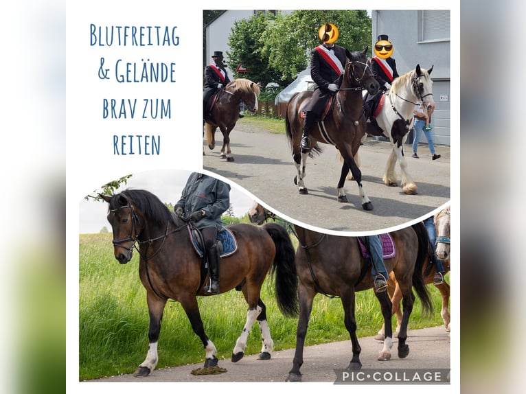 Shetland Ponys Wallach 3 Jahre 110 cm Rappe in Argenb&#xFC;hl
