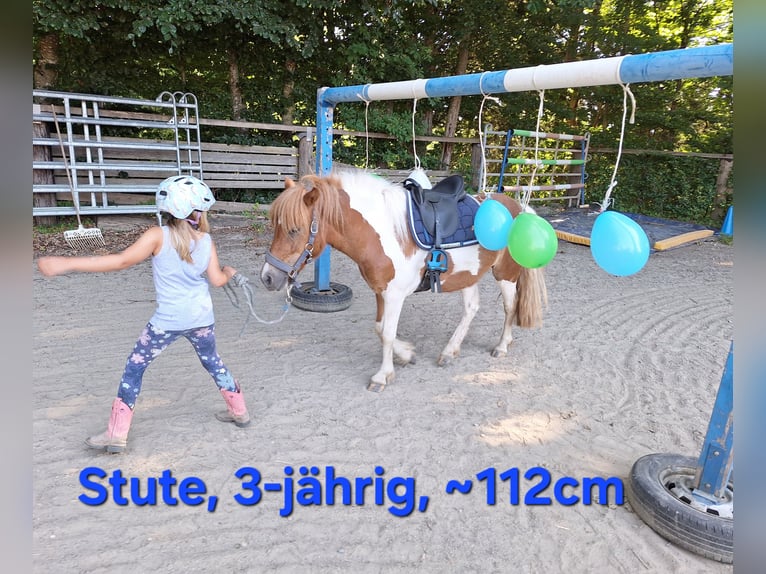 Shetland Ponys Wallach 3 Jahre 110 cm Rappe in Argenb&#xFC;hl