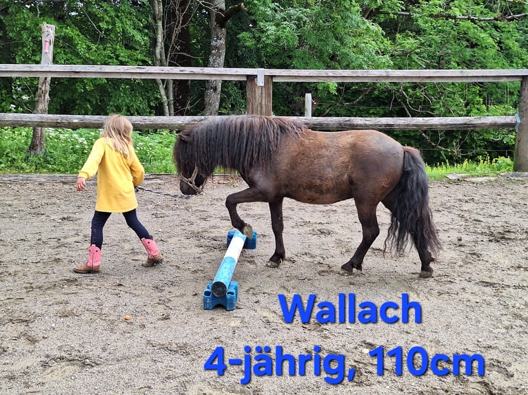Shetland Ponys Wallach 3 Jahre 110 cm Rappe in Argenb&#xFC;hl