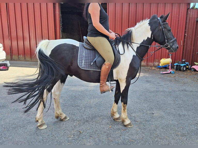 Shetland Ponys Wallach 3 Jahre 110 cm Rappe in Argenb&#xFC;hl