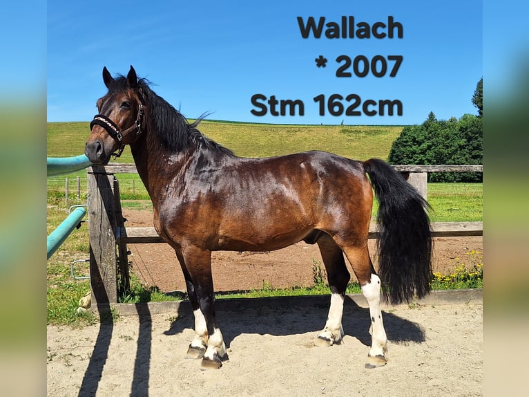 Shetland Ponys Wallach 3 Jahre 110 cm Rappe in Argenb&#xFC;hl