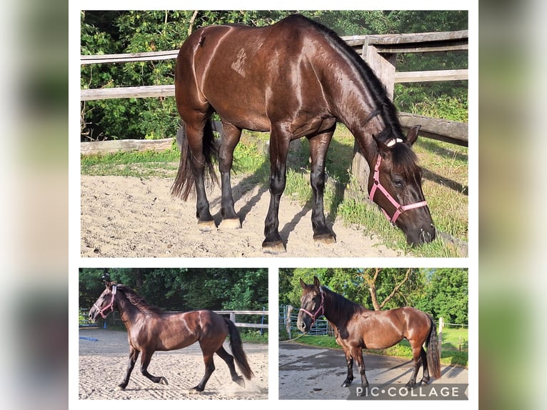 Shetland Ponys Wallach 3 Jahre 110 cm Rappe in Argenb&#xFC;hl