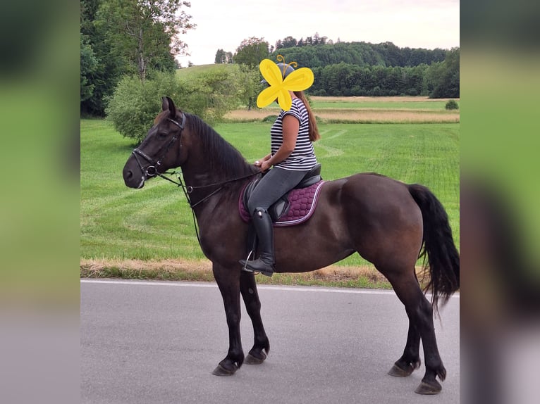 Shetland Ponys Wallach 3 Jahre 110 cm Rappe in Argenb&#xFC;hl