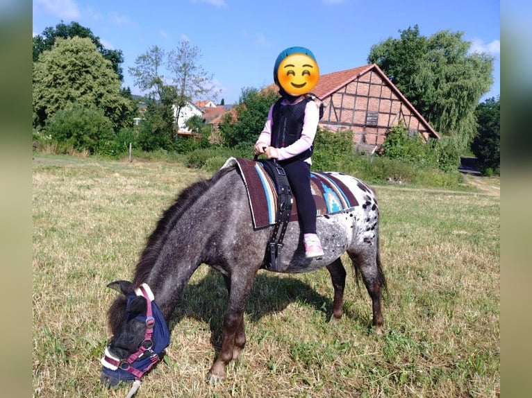 Shetland Ponys Wallach 3 Jahre 110 cm Tigerschecke in Kn&#xFC;llwald