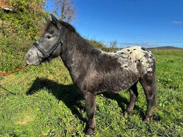 Shetland Ponys Wallach 3 Jahre 110 cm Tigerschecke in Kn&#xFC;llwald