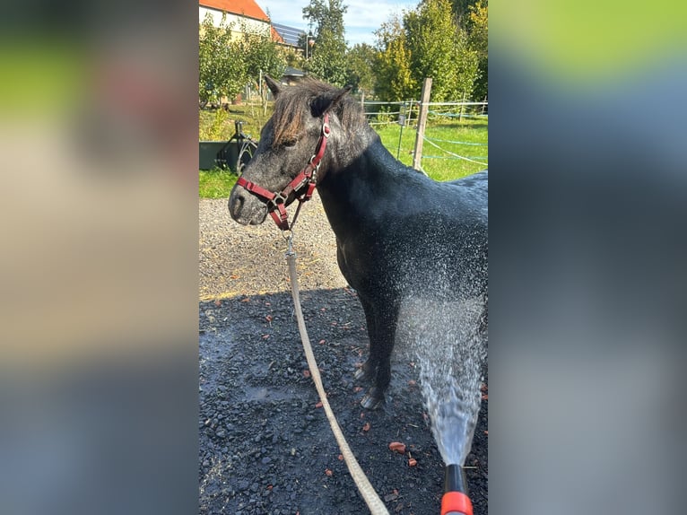 Shetland Ponys Wallach 3 Jahre 110 cm Tigerschecke in Kn&#xFC;llwald