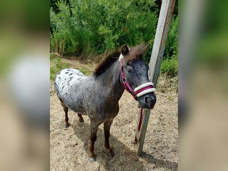 Shetland Ponys Wallach 3 Jahre 110 cm Tigerschecke in Kn&#xFC;llwald
