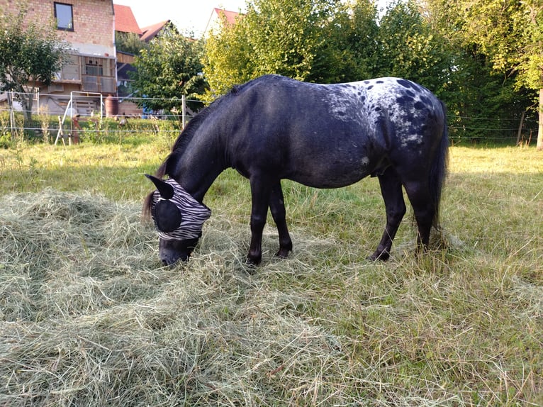 Shetland Ponys Wallach 3 Jahre 110 cm Tigerschecke in Kn&#xFC;llwald