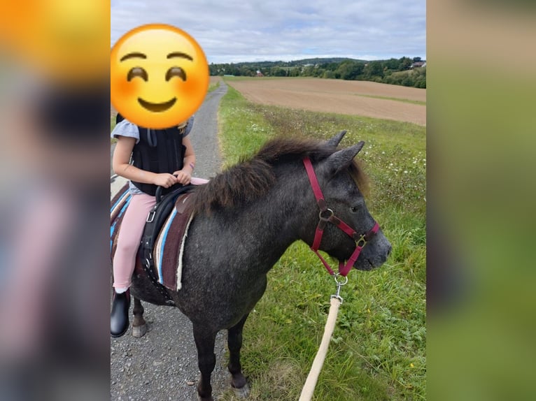 Shetland Ponys Wallach 3 Jahre 110 cm Tigerschecke in Kn&#xFC;llwald