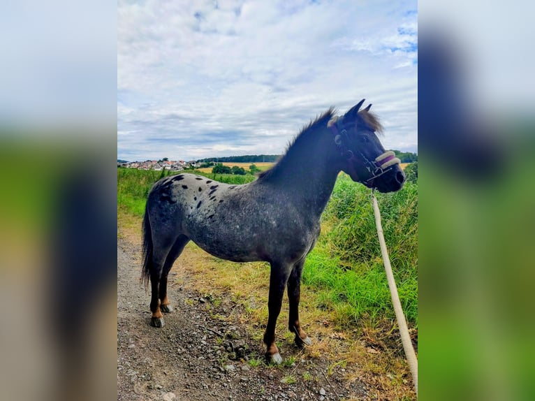Shetland Ponys Wallach 3 Jahre 110 cm Tigerschecke in Kn&#xFC;llwald