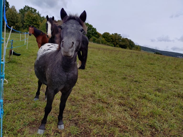 Shetland Ponys Wallach 3 Jahre 110 cm Tigerschecke in Kn&#xFC;llwald
